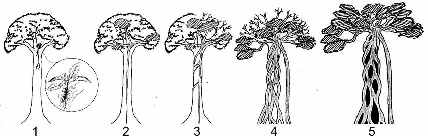 Strangler Fig Life Cycle